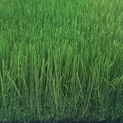 tekgrass-60GG
